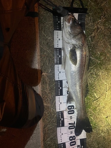 ロッドリールセット