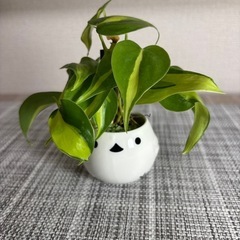 観葉植物(土不使用)オキシカルディウムの画像