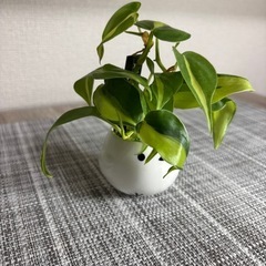 観葉植物(土不使用)オキシカルディウムの画像