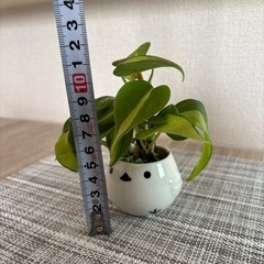 観葉植物(土不使用)オキシカルディウムの画像