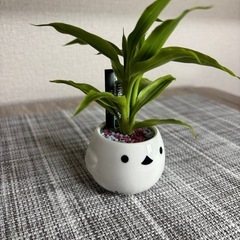 観葉植物(土不使用)サンデリアナの画像