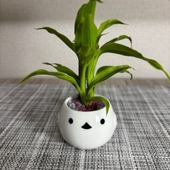 観葉植物(土不使用)サンデリアナの画像