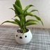 ランキングキーワードに紐づく投稿画像-観葉植物