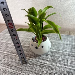 観葉植物(土不使用)サンデリアナの画像