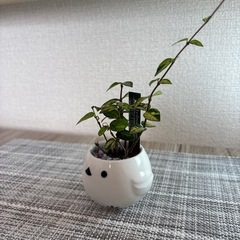 観葉植物(土不使用)オウゴンニシキの画像