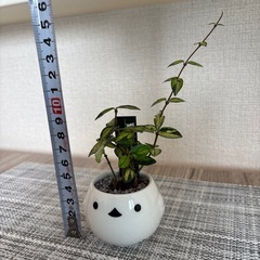観葉植物(土不使用)オウゴンニシキの画像
