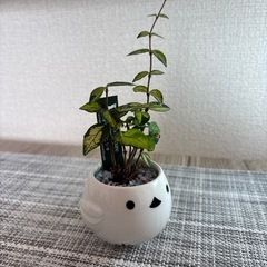 観葉植物(土不使用)オウゴンニシキの画像