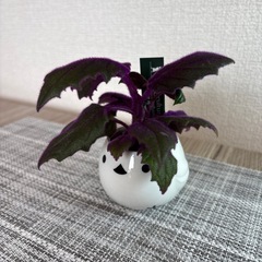 観葉植物(土不使用)ギヌラの画像