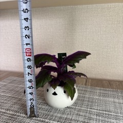 観葉植物(土不使用)ギヌラの画像