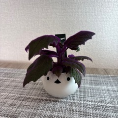 観葉植物(土不使用)ギヌラの画像