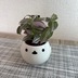 ランキングキーワードに紐づく投稿画像-観葉植物