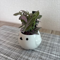 観葉植物(土不使用)トラディスカンチアの画像