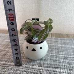 観葉植物(土不使用)トラディスカンチアの画像