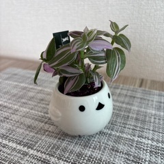 観葉植物(土不使用)トラディスカンチアの画像
