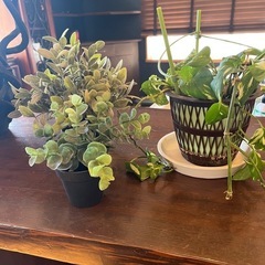 鉢　造花　　観葉植物の画像