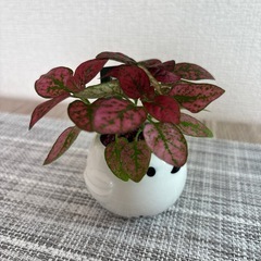 観葉植物(土不使用)ヒポエステスの画像