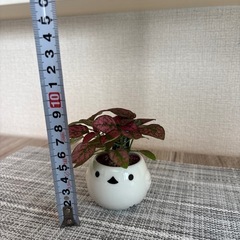 観葉植物(土不使用)ヒポエステスの画像