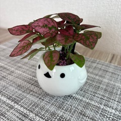観葉植物(土不使用)ヒポエステスの画像