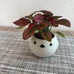 観葉植物(土不使用)ヒポエステス