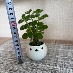 観葉植物(土不使用)アロマディスカスの画像