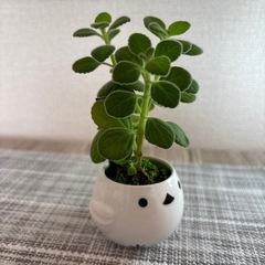 観葉植物(土不使用)アロマディスカスの画像