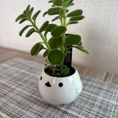 観葉植物(土不使用)アロマディスカスの画像