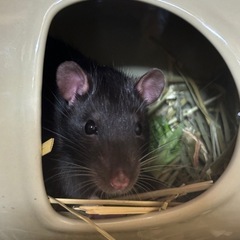 急募 ファンシーラット