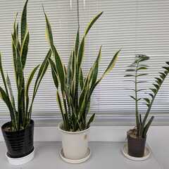 観葉植物5点お譲りします