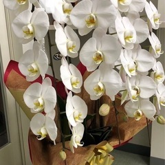 胡蝶蘭の画像