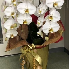 胡蝶蘭の画像