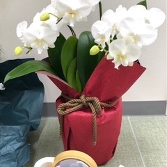 胡蝶蘭