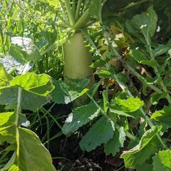 和歌山農業・お米野菜作り・友達・ライブ配信