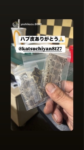 ハブ皮　財運　開運