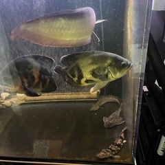 オスカー ワイルド 35cm前後