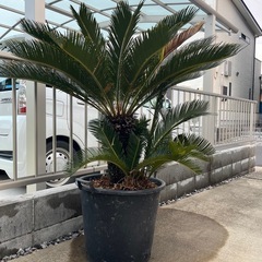 蘇轍　ソテツの画像