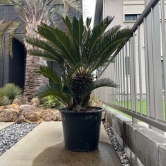 蘇轍　ソテツの画像