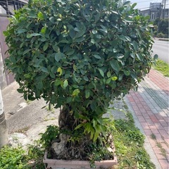 石だきガジュマル　
