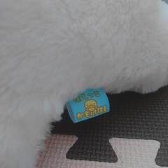 はしっこかものはし　井戸端会議　ぬいぐるみ　はしゆいの画像