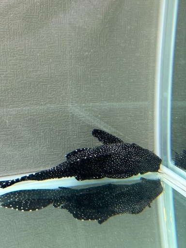 ドラゴンスタークラウンプレコ　水槽　熱帯魚