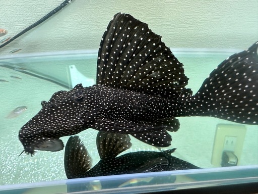 ドラゴンスタークラウンプレコ　水槽　熱帯魚