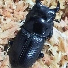 オオクワガタ新成虫♂単
