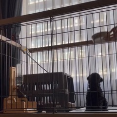 犬　ケージ　ペット　ゲージ
の画像
