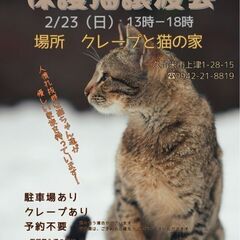 保護猫譲渡会2/23(日)