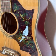 エピフォン　Dove アコギの画像