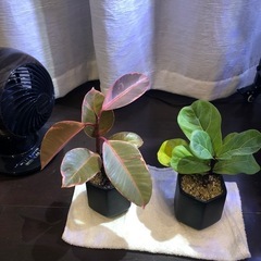 観葉植物