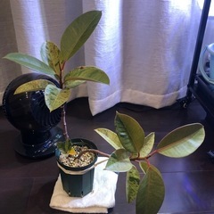 観葉植物