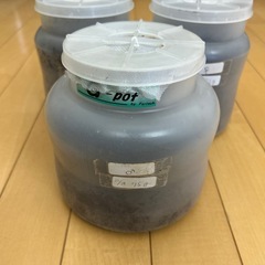 マルスゾウカブト 3齢幼虫３匹セットの画像