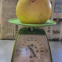 ⑯晩白柚　780g(洗浄済、傷あり)