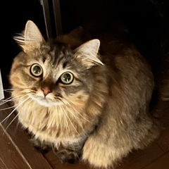 トライアル決定！甘え上手モフモフメイちゃん