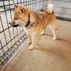 豆柴　雄　　譲渡待ちです。 - 犬